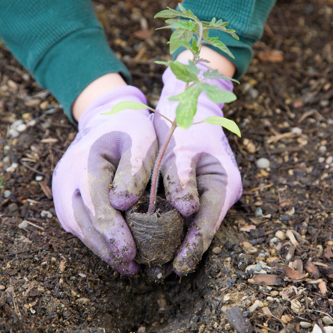 You Reap What You Sow: Proper Planning for HCM Technology